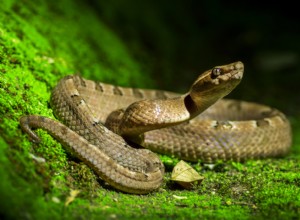Snake Dreams | Význam vidět hada ve snu