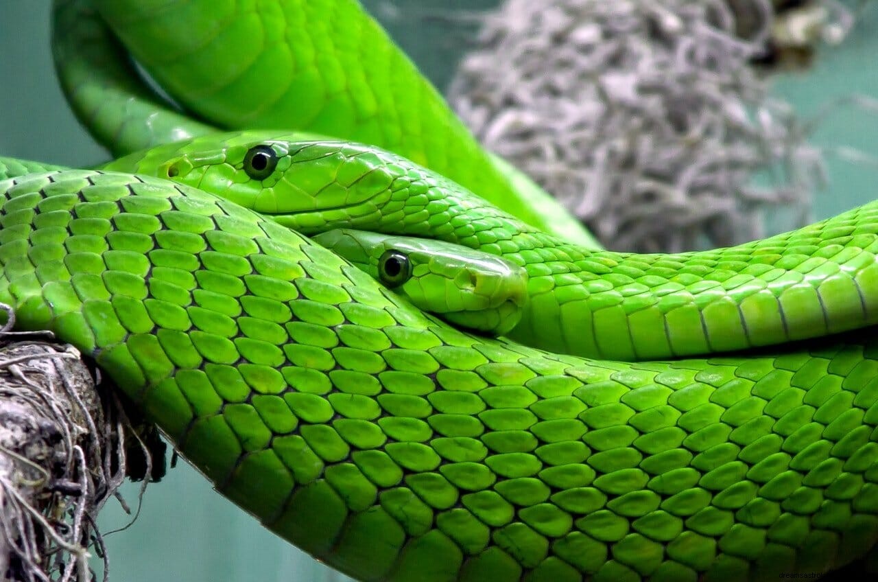 Slangendromen | De betekenis van het zien van een slang in een droom