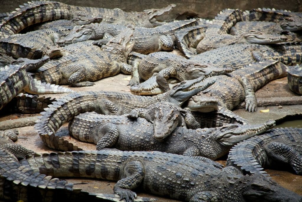 Sueños con cocodrilos y caimanes |Interpretación de sueños