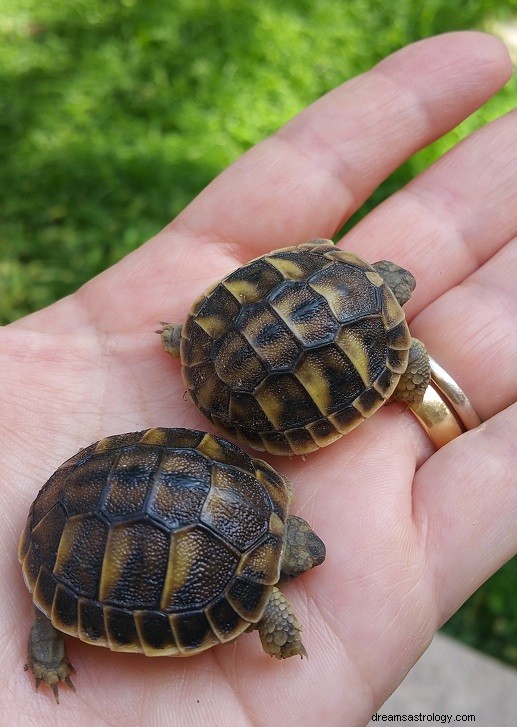 Att se sköldpaddan i drömmen Betydelse | Turtle Dream Meaning