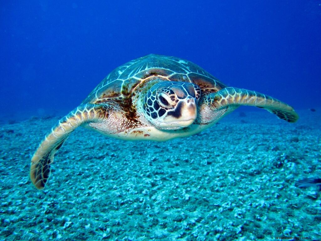 Att se sköldpaddan i drömmen Betydelse | Turtle Dream Meaning