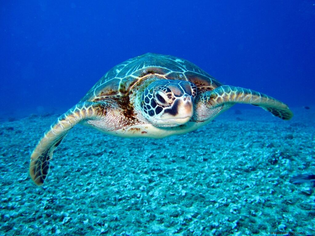 Schildkröte in Traumbedeutung sehen | Bedeutung des Schildkrötentraums