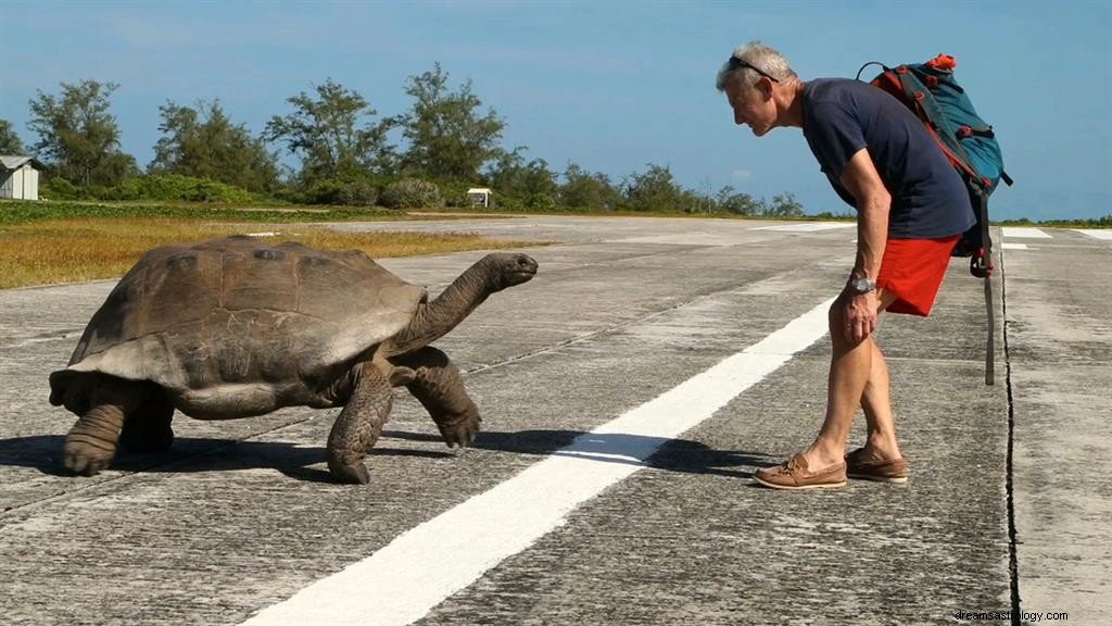 Schildpad in droom zien betekenis | Turtle Dream Betekenis