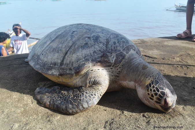 Widząc żółwia we śnie Znaczenie | Znaczenie snu żółwia
