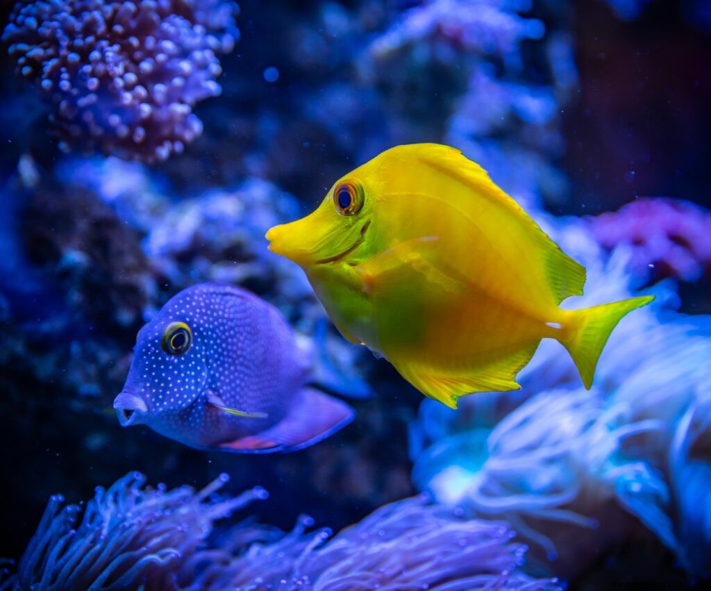 Traumbedeutung von Fischen im Wasser | Fischtraum Bedeutung