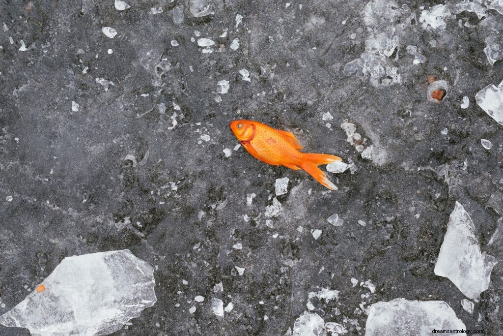 Drömmening av fisk i vatten | Fish Dream Betydelse 