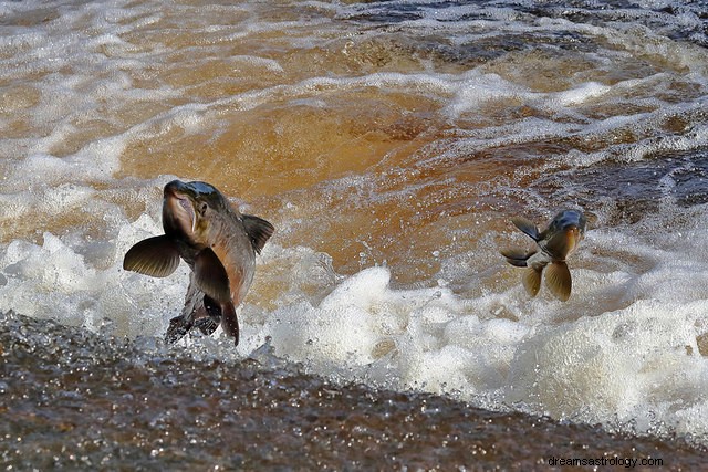 Traumbedeutung von Fischen im Wasser | Fischtraum Bedeutung