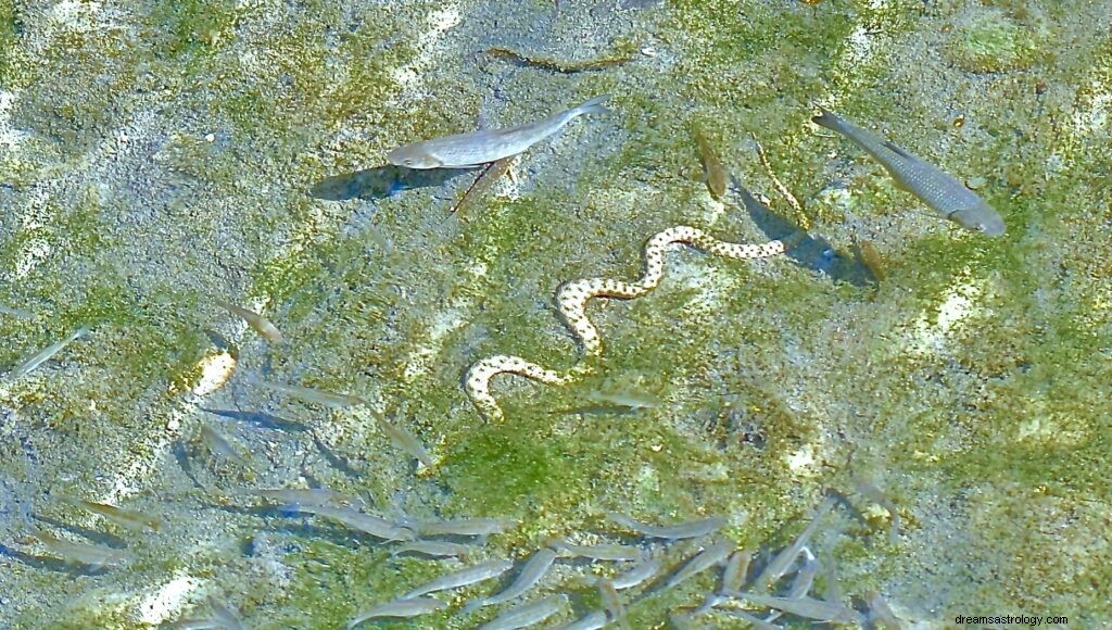 Significado de Soñar con Peces en el Agua | Significado de soñar con pescado 