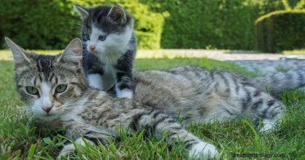 Droombetekenis voor katten en kittens