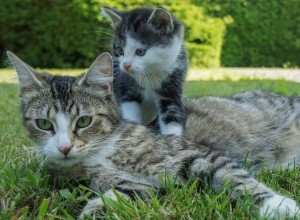 Significado de soñar con gatos y gatitos