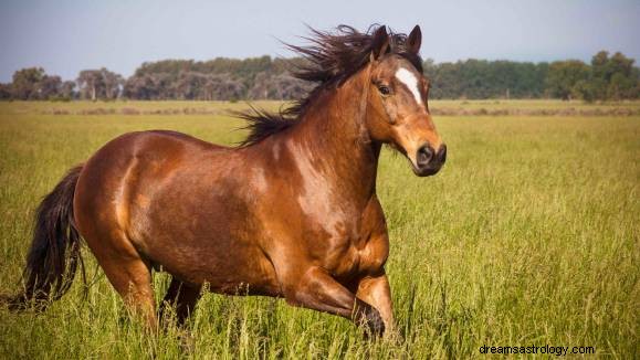 Significado do sonho do cavalo e animal espiritual