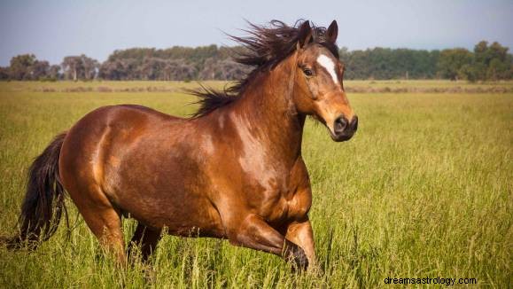 Il significato del sogno del cavallo e lo spirito animale