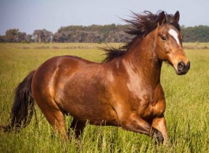 Význam koňského snu a duch zvíře