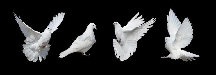 Dove Dream Meaning