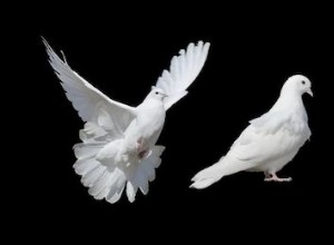Dove Dream Meaning