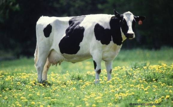 Η έννοια του ονείρου αγελάδας