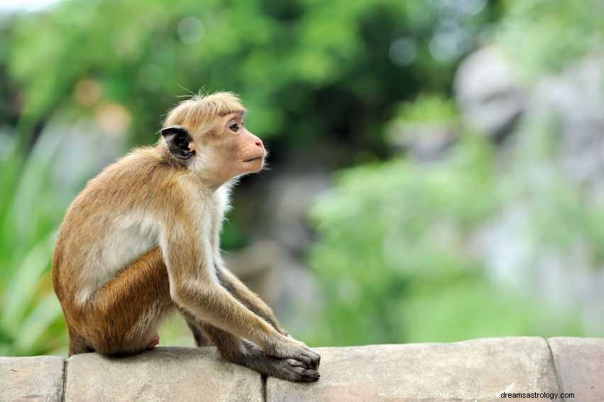 Η έννοια του ονείρου μαϊμού