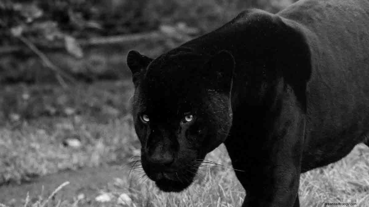 Význam snu Black Panther