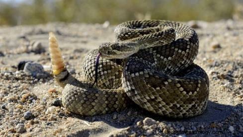 Significado de soñar con serpiente de cascabel