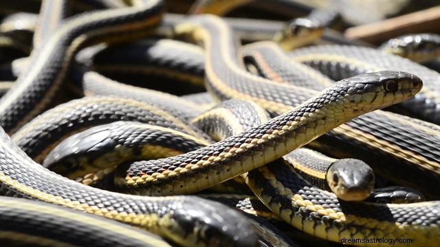 La signification des rêves de serpents partout