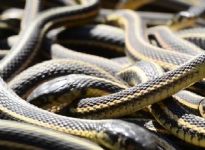 Snakes Everywhere Dream Significato