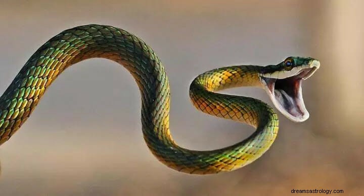 Significado do sonho com mordida de cobra