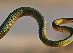 Snake Bite Dream Meaning