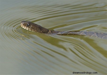 Bedeutung von Schlangen im Wassertraum