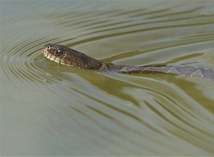 Significado de soñar con serpientes en el agua