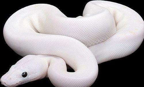 Significado de soñar con serpiente blanca