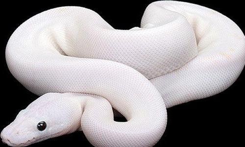 White Snake Dream Meaning