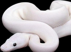 Význam snu bílého hada