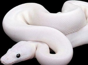 Significato del sogno del serpente bianco