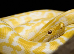 Význam snu žlutého hada