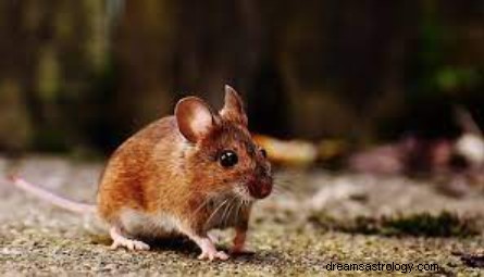 Έννοια του ονείρου για ποντίκια ή ποντίκια
