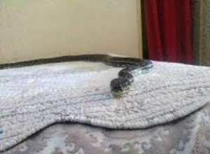 Significado de soñar con serpientes en la cama
