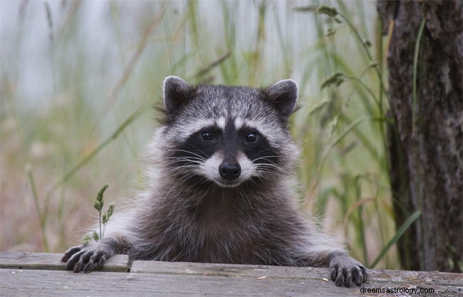 アライグマの夢の意味