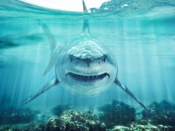 Έννοια του ονείρου καρχαριών 