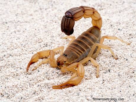 Skorpion-Traumbedeutung