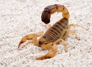 Znaczenie snu o skorpionach