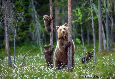 Signification du rêve d ours 