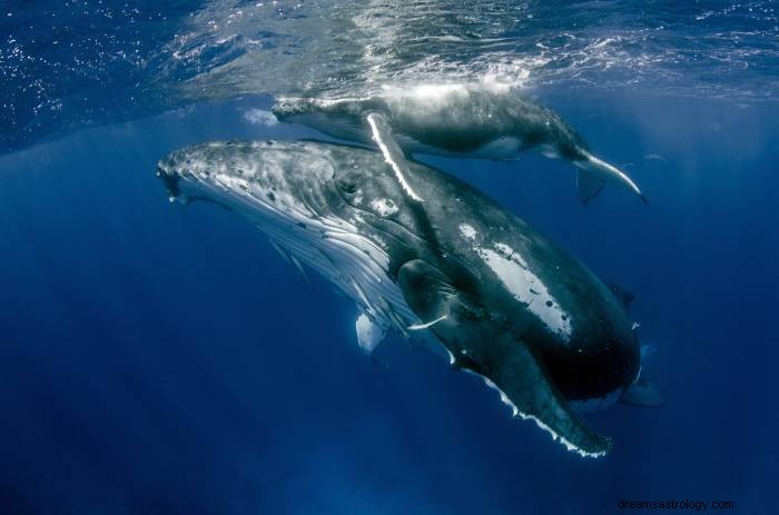 Znaczenie snu wielorybów