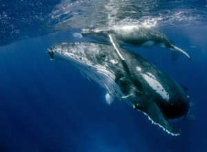 Signification des rêves de baleines 