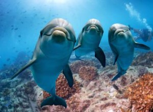 Signification des rêves de dauphins