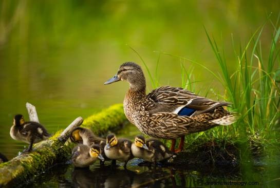 Signification du Rêve de Canard