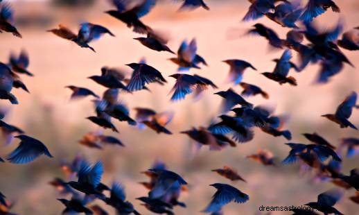 鳥の夢の意味