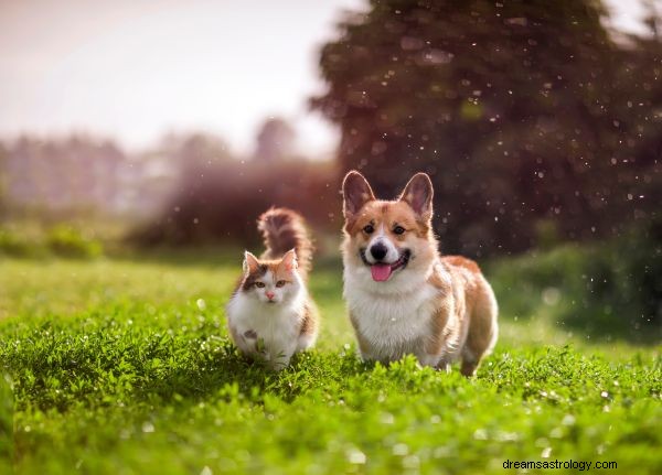 Mimpi Tentang Anjing dan Kucing Artinya