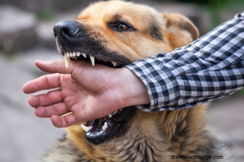 Sonhar com cachorro atacando alguém significa