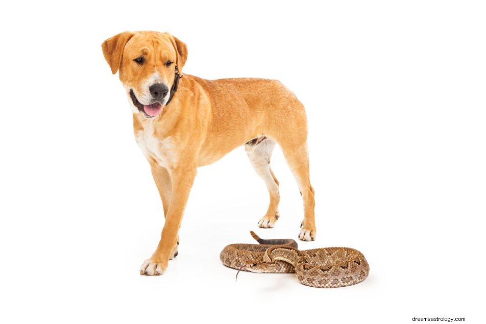 Droom over de betekenis van hond en slang 