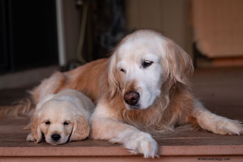 Mimpi Tentang Anjing dan Anak Anjing Artinya